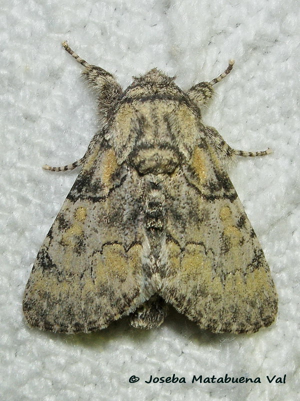 Raphia hybris - Noctuidae